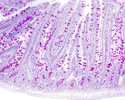 células caliciformes epitélio do intestino delgado foto