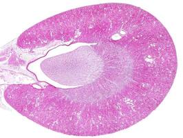 córtex e medula renal foto