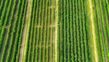 verde Vinhedo linhas dentro rural cenário, capturado de zangão acima gerado de ai foto