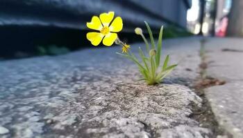 Novo vida flores dentro frágil plantinha, cercado de natureza beleza gerado de ai foto