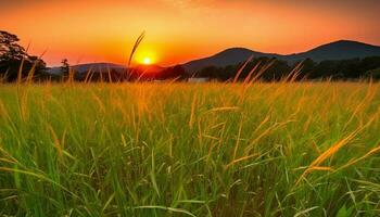 idílico trigo campo brilha dentro vibrante pôr do sol, montanha silhueta pano de fundo gerado de ai foto