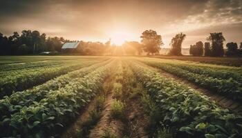 agrícola indústria colheita vibrante orgânico crescimento dentro uma tranquilo panorama gerado de ai foto