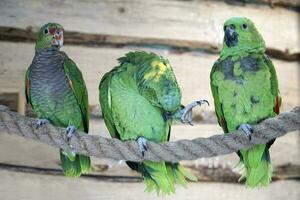 três verde Amazonas papagaio empoleirar-se em uma corda foto