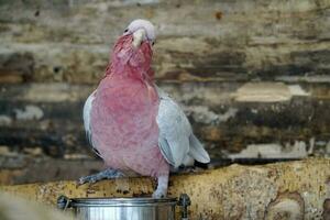 solteiro Rosa e cinzento cacatua papagaio e metal tigela foto