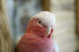 Rosa e branco cacatua papagaio - fechar-se em cabeça foto