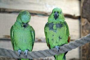 dois verde Amazonas papagaio empoleirar-se em uma corda foto