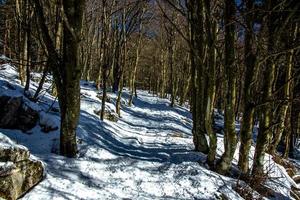 caminho nevado na floresta