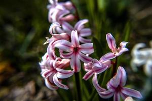 20210313 hyacinthus orientalis foto