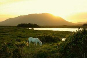 lindo pôr do sol cenário com branco cavalo em a pasto de a lago com montanhas dentro a fundo às connemara nacional parque dentro município galway, Irlanda foto
