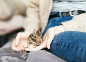 jovem menina jogando com pequeno animal degu esquilo. foto