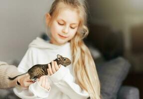 jovem menina jogando com pequeno animal degu esquilo. foto