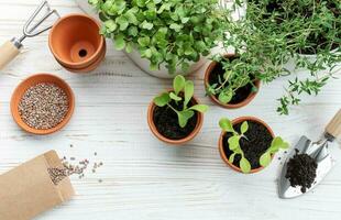 jardinagem conceito, plantio às casa foto