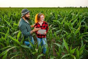 família agrícola ocupação. homem e mulher estão cultivar milho. elas estão satisfeito com Boa progresso do plantas. foto