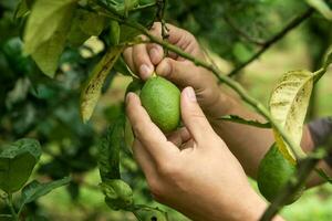 uma homem remove uma verde Lima fruta a partir de uma árvore foto