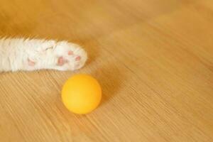 gato patas com bola. de madeira fundo, cópia de espaço. conceito do jogos e entretenimento para animais de estimação. foto