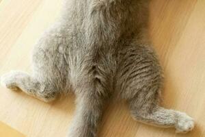 gatos bunda. a almofadas em a patas estão visto. imagem com seletivo foco. fechar-se do cinzento gato bunda deitado em Está estômago foto