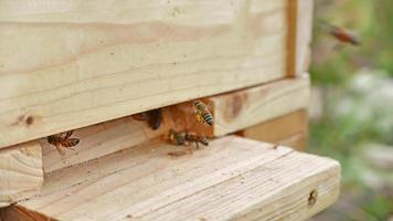 abelha operária traz pólen para a colmeia de madeira foto