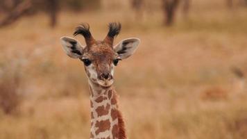uma girafa africana bebê olhando em linha reta foto