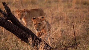 uma leoa adulta africana inspecionando uma árvore com a pata foto