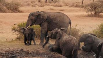 mãe elefante africana tomando banho de lama com os filhos