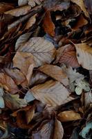 folhas marrons secas no solo na temporada de outono foto