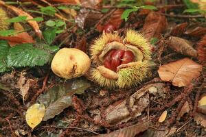 castanha e insignificante puffball dentro a madeiras foto