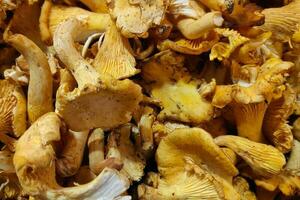 fechar-se em uma pilha do dourado chanterelle em uma mercado impedir foto