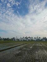 panorama Visão do plantar jovem arroz Campos crescendo dentro a manhã com azul céu fundo às Fazenda dentro lombok ilha, Indonésia foto