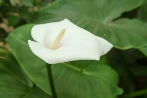 flor - branco calla fechar-se. estufa com uma ampla variedade do verde plantas. a conceito do plantio cultivo dentro Primavera. foto