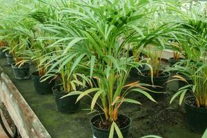 estufa com uma ampla variedade do verde plantas. a conceito do plantio cultivo dentro Primavera. foto