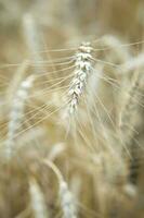 orelhas do trigo crescendo dentro a campo. a conceito do colheita. foto