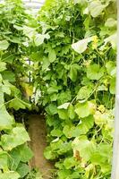 pepinos aguentar em uma ramo dentro a estufa. a conceito do jardinagem e vida dentro a país. foto