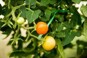 tomates estão suspensão em uma ramo dentro a estufa. foto