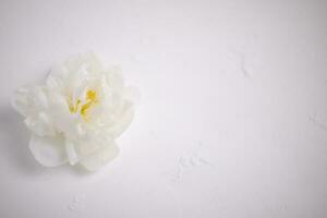 branco peônia flores, floral fundo, flor cartão foto