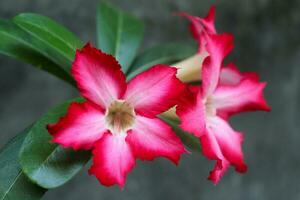 lindo vermelho adenium obesum flor em Preto fundo foto