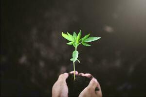 dois mãos do a criança estava carregando uma envasamento mudas para estar plantado para dentro a solo. foto