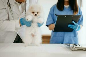 pomerânia cachorro obtendo injeção com vacina durante compromisso dentro uma veterinário clínica foto
