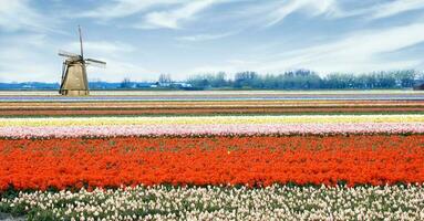 Países Baixos colorida cenário e flores foto