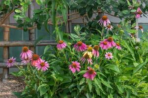 vibrante roxa coneflower floresce em uma verão manhã dentro texas. foto