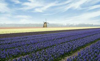 Países Baixos colorida cenário e flores foto