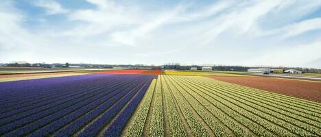 Países Baixos colorida cenário e flores foto