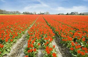 Países Baixos colorida cenário e flores foto