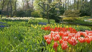 Países Baixos colorida cenário e flores foto