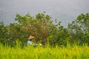 bengkulu, Indonésia, 2023 - Vila vida com agricultores trabalhando dentro a arroz Campos foto