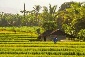 bengkulu, Indonésia, 2023 - Vila vida com agricultores trabalhando dentro a arroz Campos foto