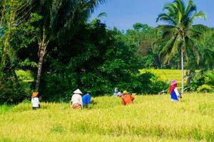 bengkulu, Indonésia, 2023 - Vila vida com agricultores trabalhando dentro a arroz Campos foto