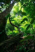 lindo manhã Visão do Indonésia, panorâmico Visão do Vila natureza com atmosfera, cor e natural luz a partir de a céu foto