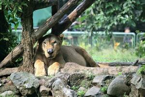 leoa dentro a jardim zoológico com animal tema foto