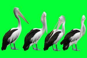 coleção do pelicanos em uma verde fundo foto