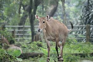 rebanho do veado dentro a jardim zoológico com animais tema foto